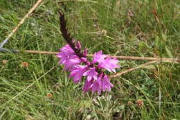 Imagem de Watsonia densiflora Baker