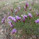 صورة Limonium kaschgaricum (Rupr.) Ikonn.-Gal.