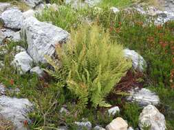 Image de Athyrium americanum (Butters) Maxon