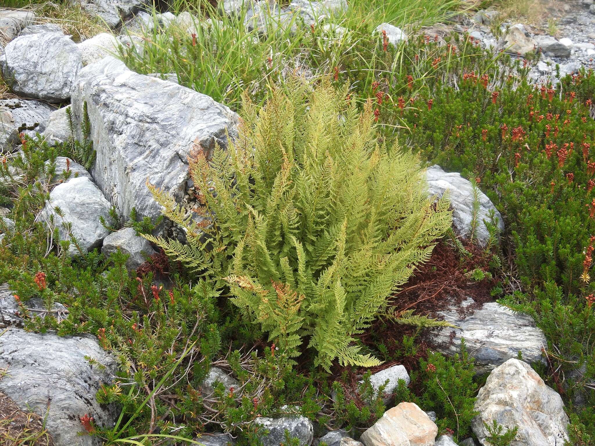 Image of American Alpine Lady Fern