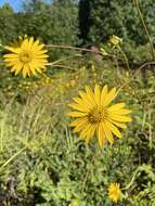 Image of tansy rosinweed