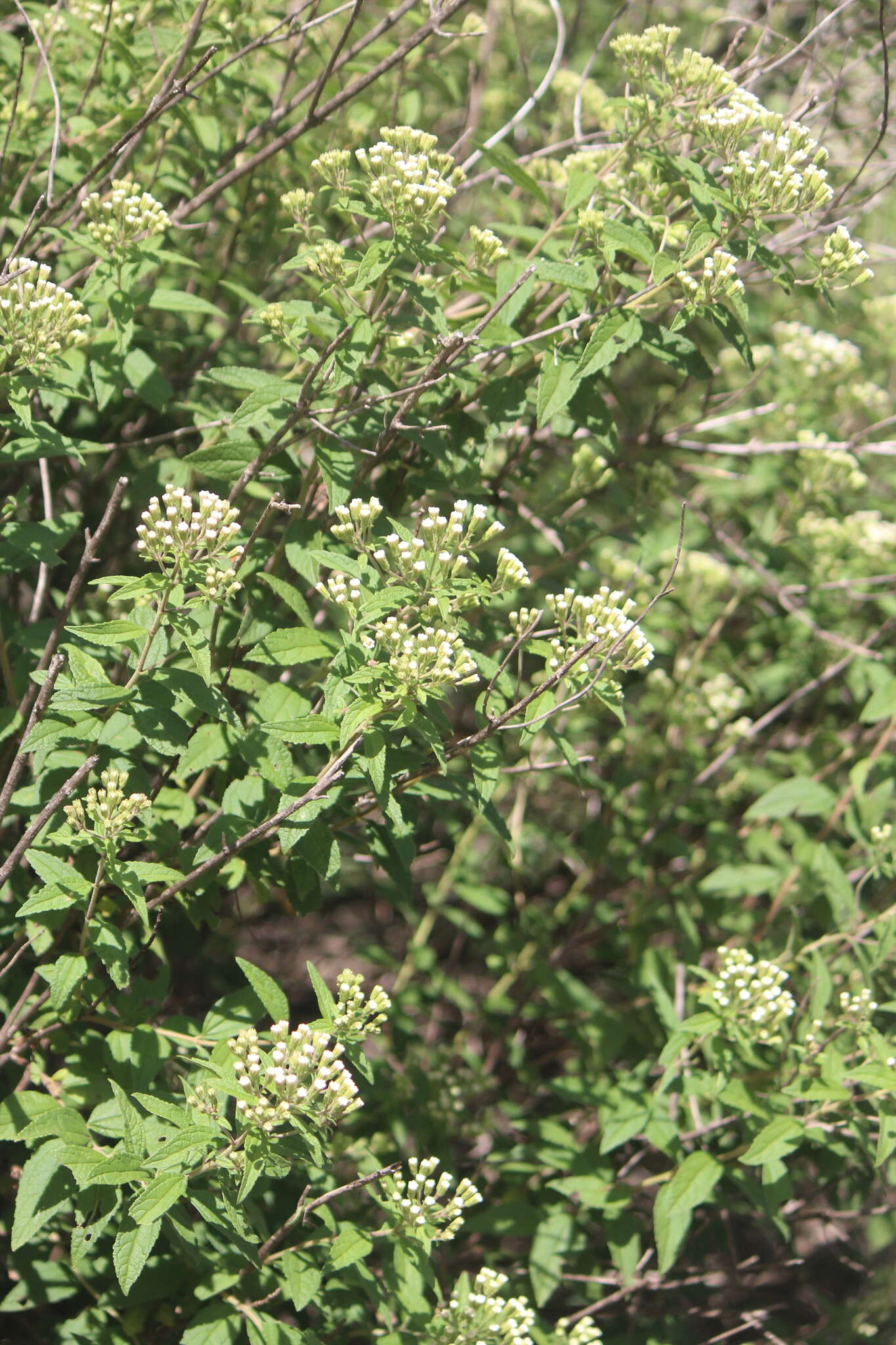 Image of Ageratina brevipes (DC.) R. King & H. Rob.