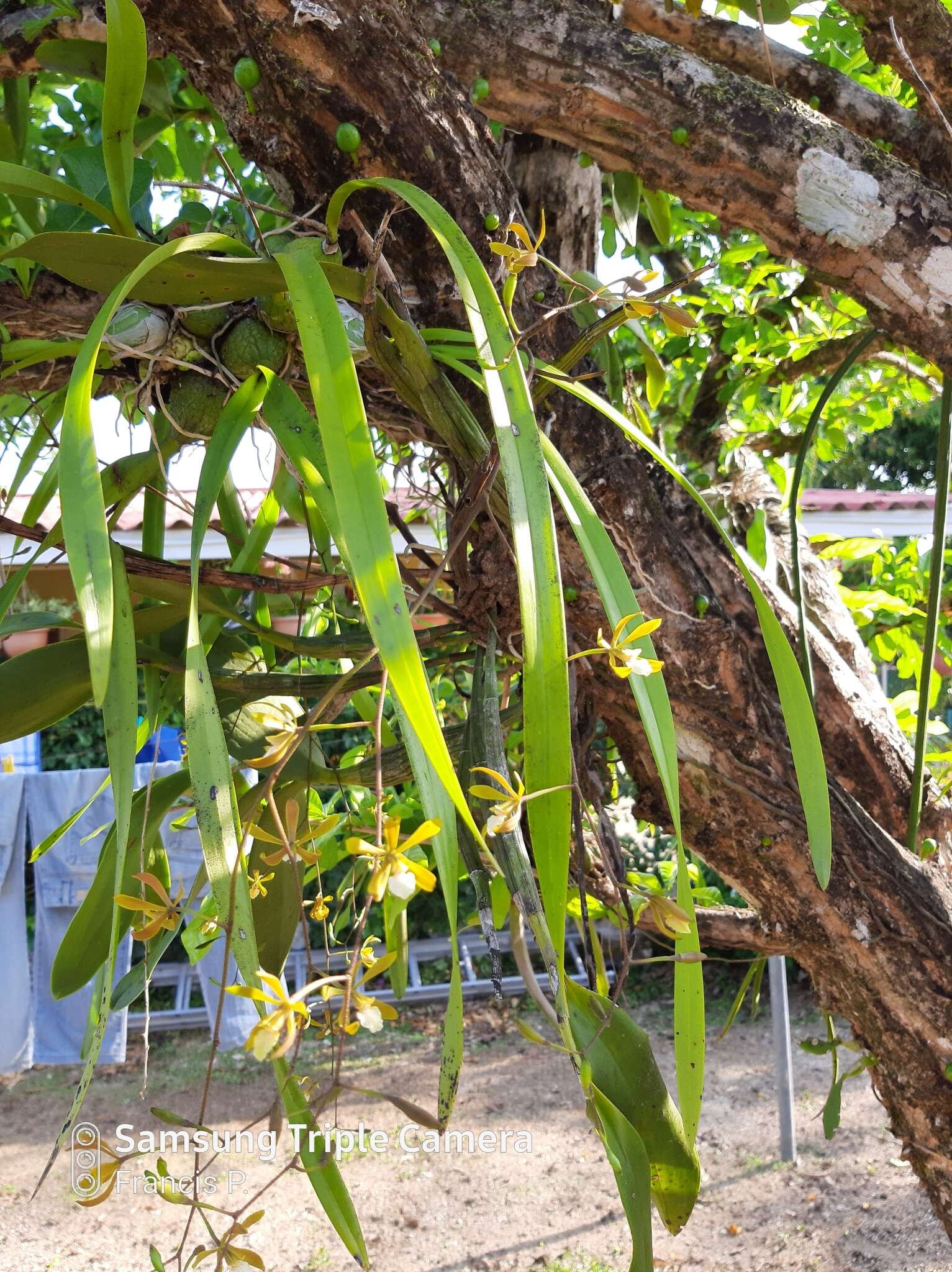 Слика од Encyclia stellata (Lindl.) Schltr.