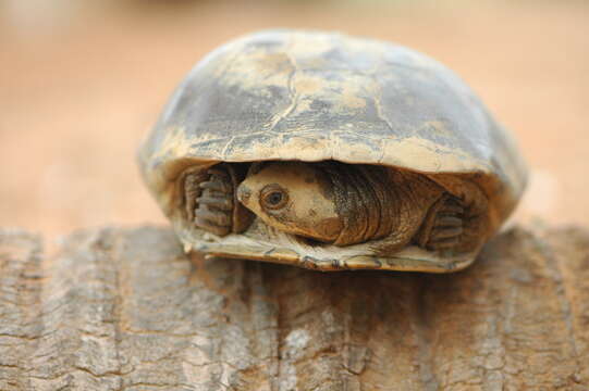 Image of Adanson's mud turtle