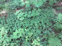 Image of Appalachian barren strawberry