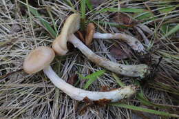 Image of Armillaria cepistipes Velen. 1920