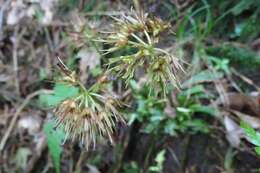 Image of Heloniopsis umbellata Baker