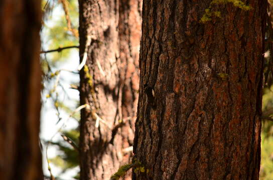 Image of Williamson's Sapsucker