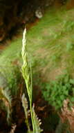 Sivun Polypogon magellanicus (Lam.) Finot kuva