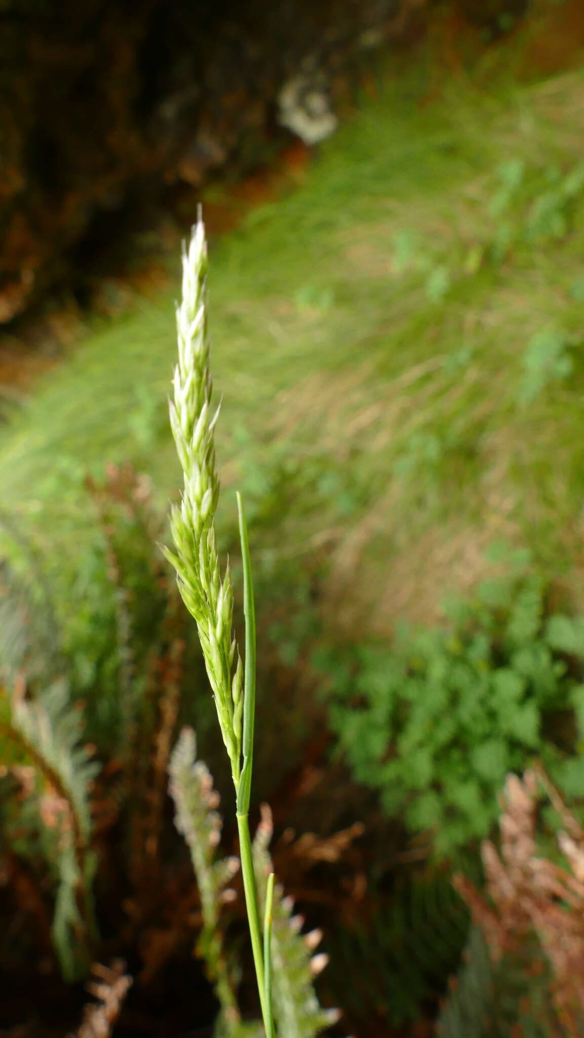 Слика од Polypogon magellanicus (Lam.) Finot