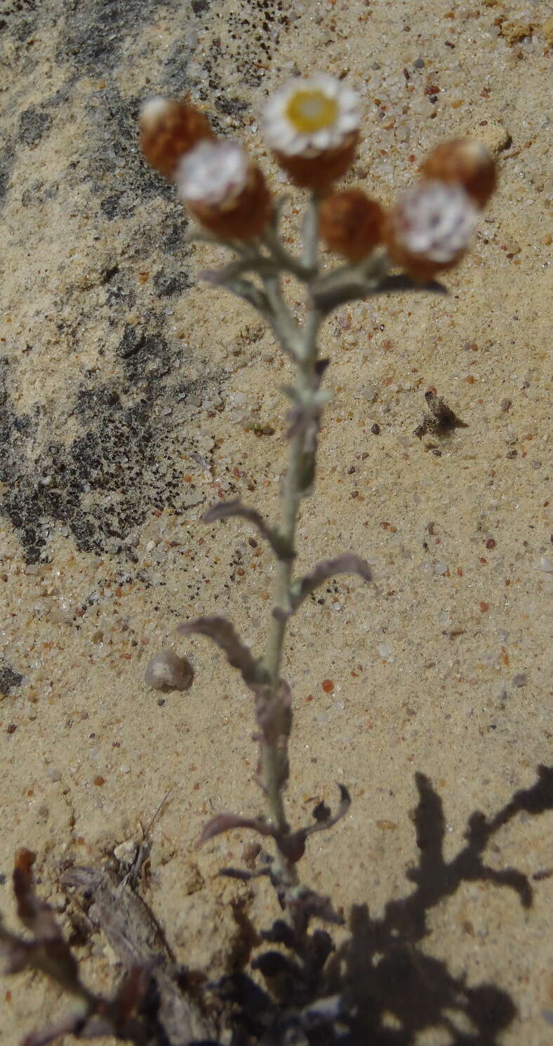 Image of Helichrysum cochleariforme DC.