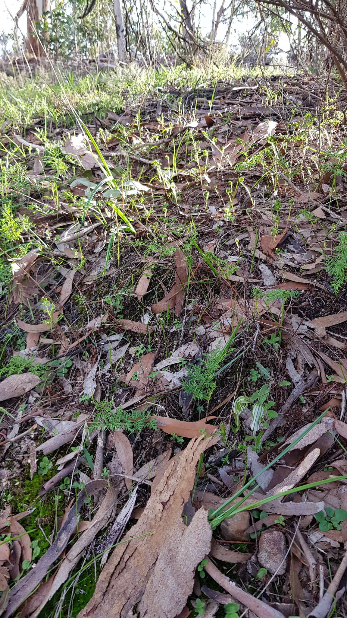 Image of Sharp-leaf greenhood