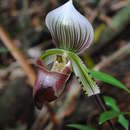 Image de Paphiopedilum hennisianum (M. W. Wood) Fowlie