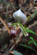 Sivun Paphiopedilum hennisianum (M. W. Wood) Fowlie kuva