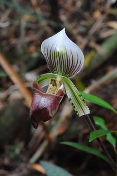 Image de Paphiopedilum hennisianum (M. W. Wood) Fowlie