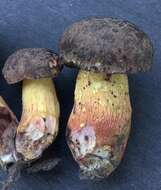 Sivun Boletus billieae Both, Bessette & W. J. Neill 2001 kuva