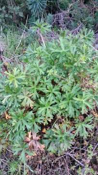 Image of New Zealand geranium