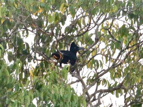 Image of umbrellabird