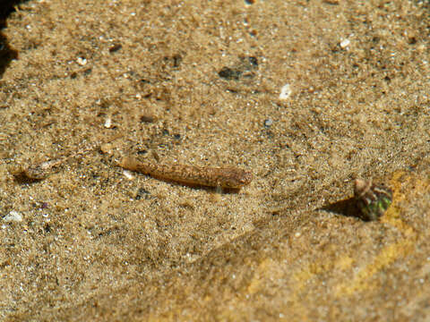 Image of Flat-backed goby