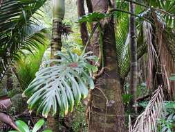 Image of Monstera deliciosa Liebm.