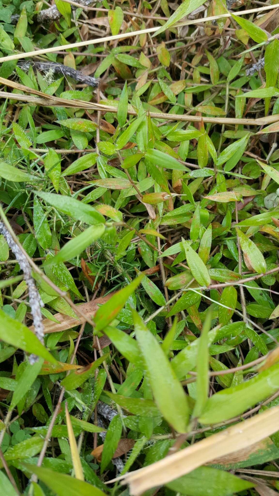 Image of Long-Leaf Basket Grass