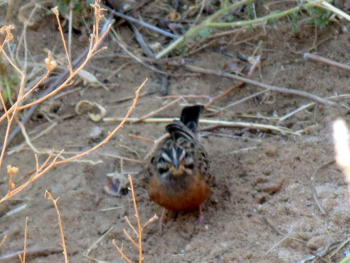 Sivun Emberiza tahapisi nivenorum (Winterbottom 1965) kuva