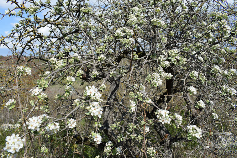 Pyrus elaeagrifolia Pall. resmi