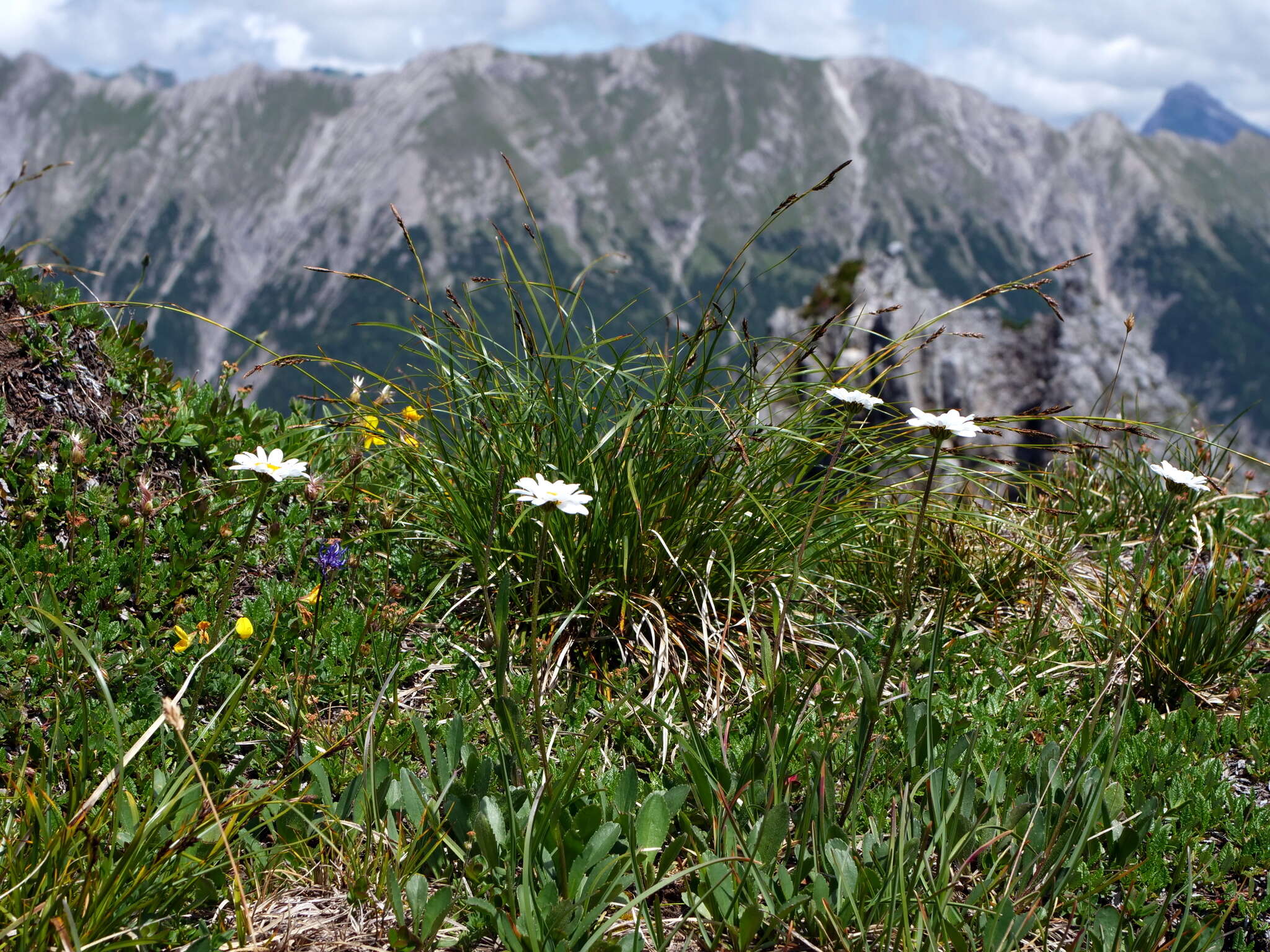 Слика од Leucanthemum adustum (Koch) Gremli