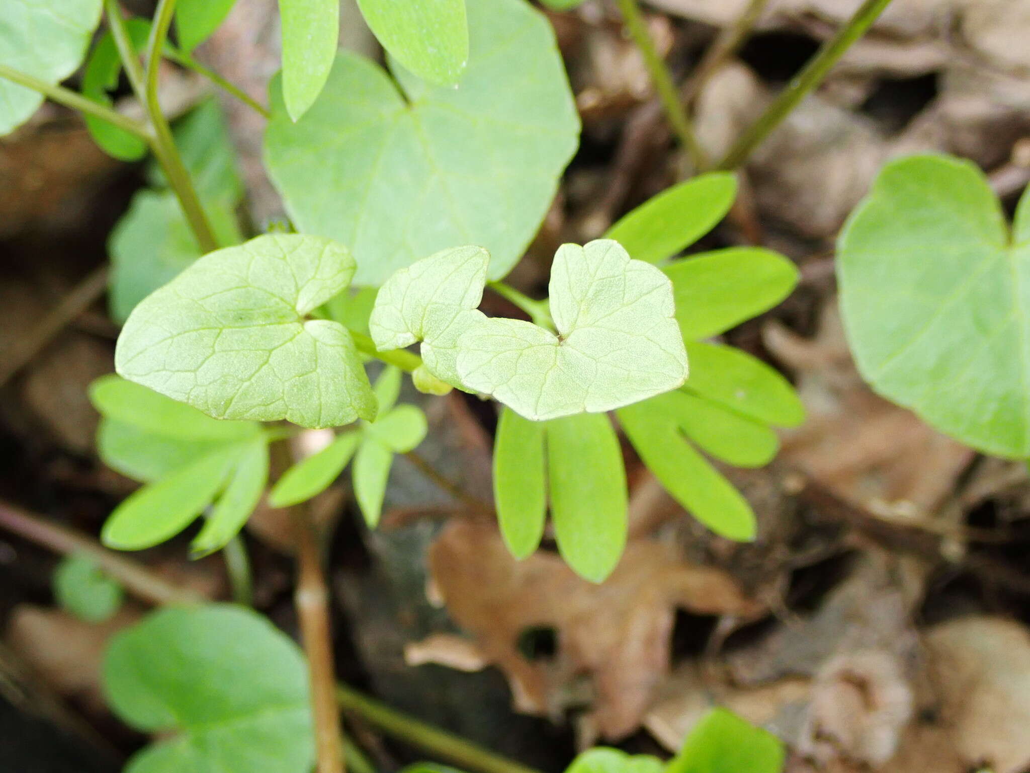 Image of Peronospora ficariae