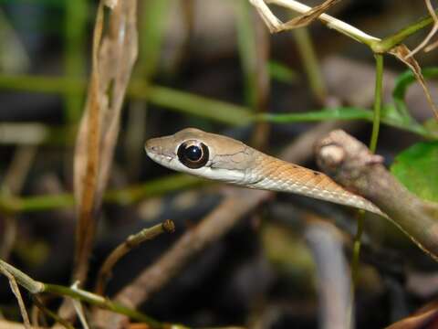 Image of Large-eyed bronzeback