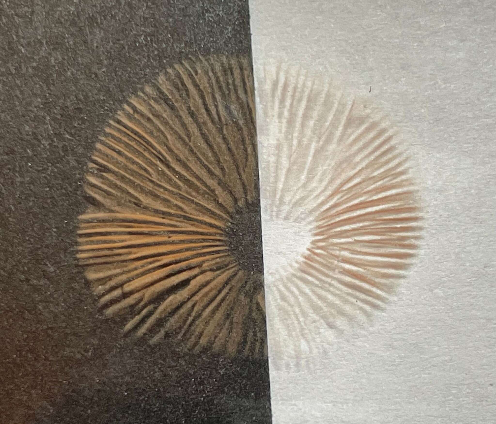 Image of Entoloma abbreviatipes (Largent) Noordel. & Co-David 2009