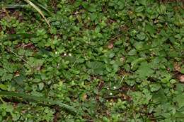 Image of Round-leaved Bedstraw