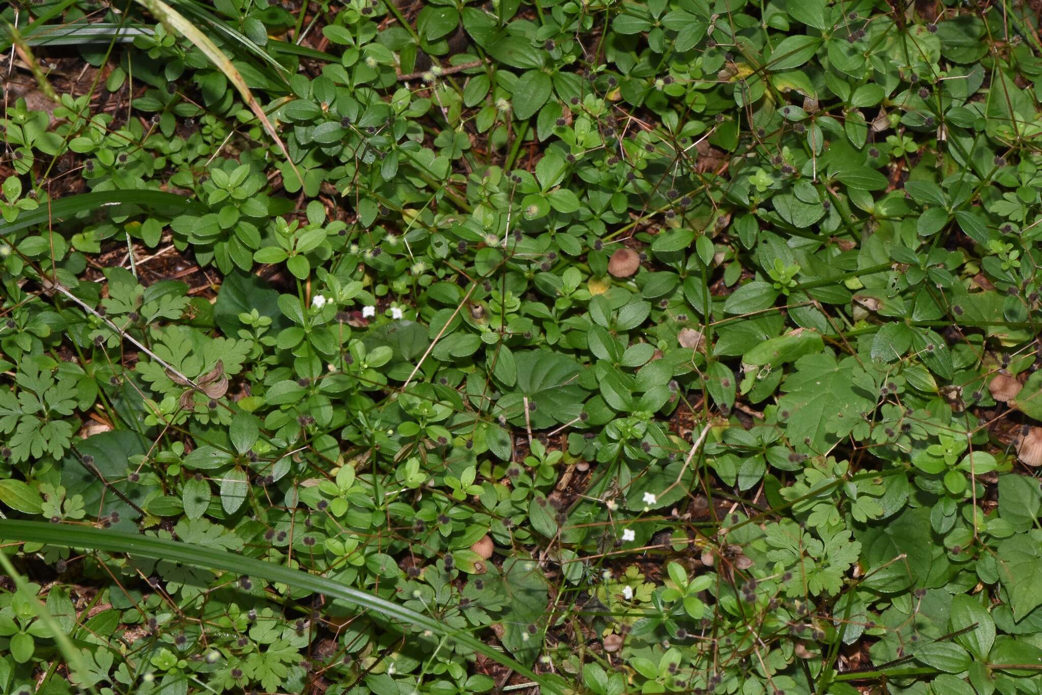 Image of Round-leaved Bedstraw