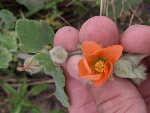 Image of woolly globemallow