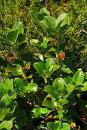 Image de Coprosma serrulata Hook. fil. ex Buchanan