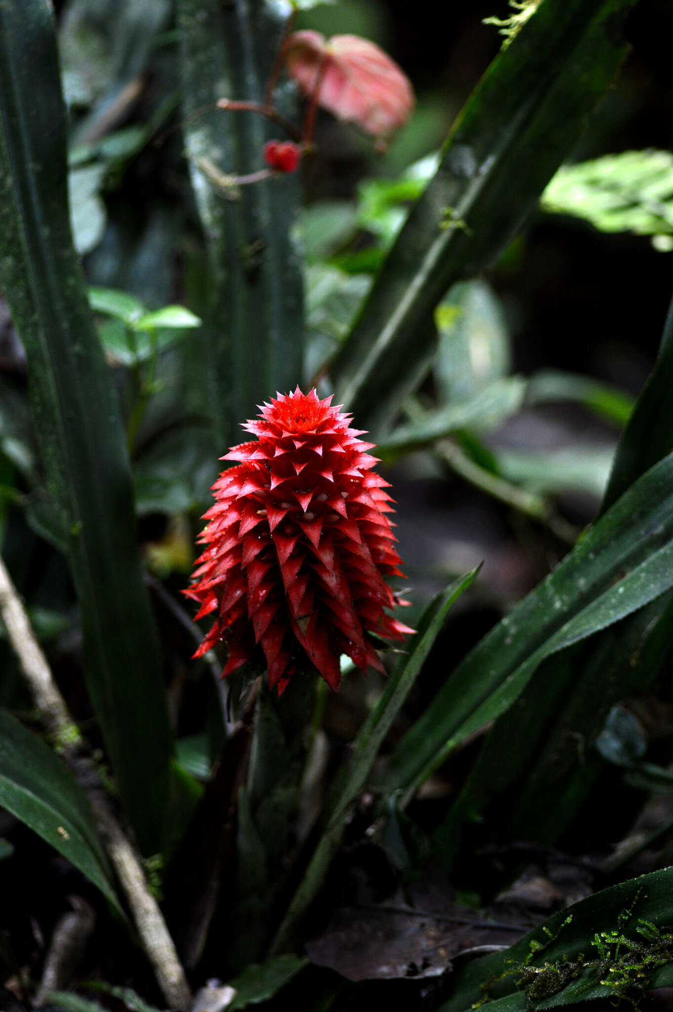 Image of Ronnbergia veitchii (Baker) Aguirre-Santoro