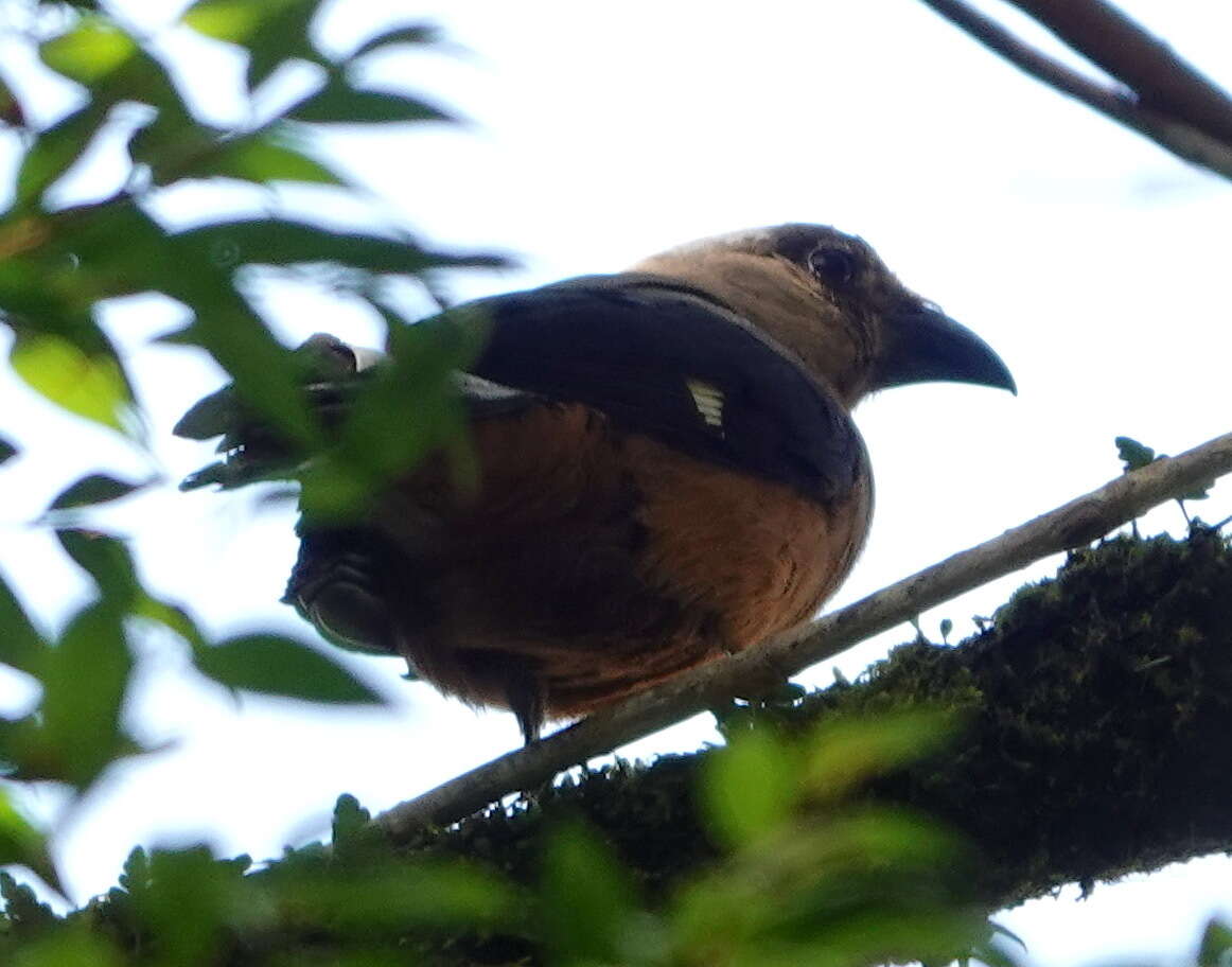 Image of Bornean Treepie