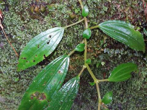 Image of Pilea somae Hayata