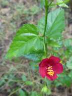 Image of Brazilian rosemallow