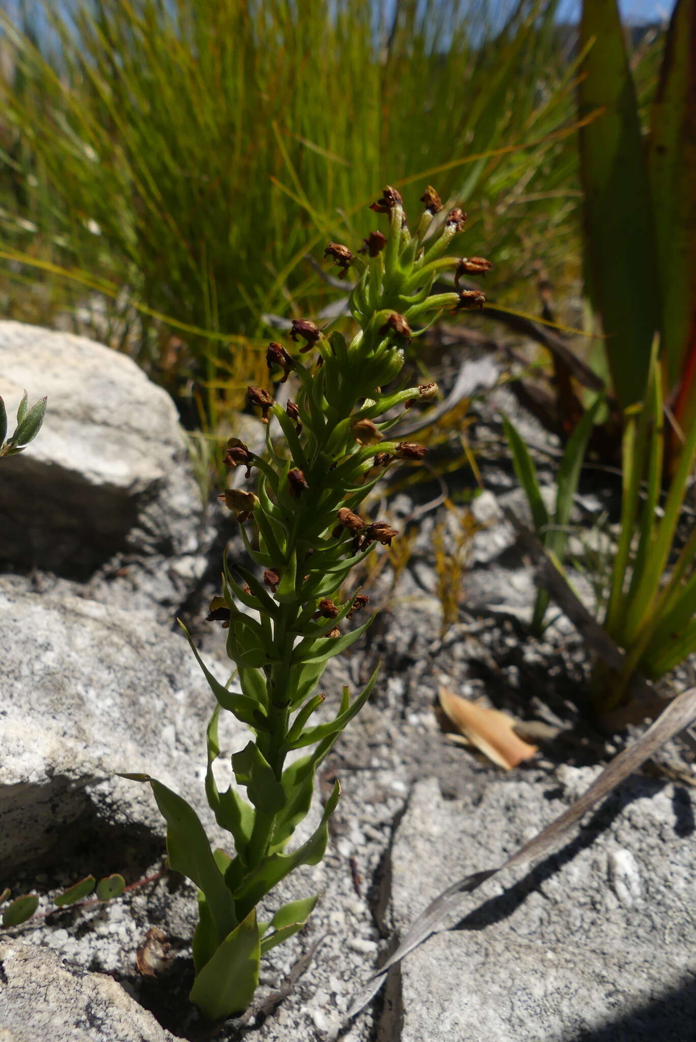 Image of Brachycorythis mac-owaniana Rchb. fil.