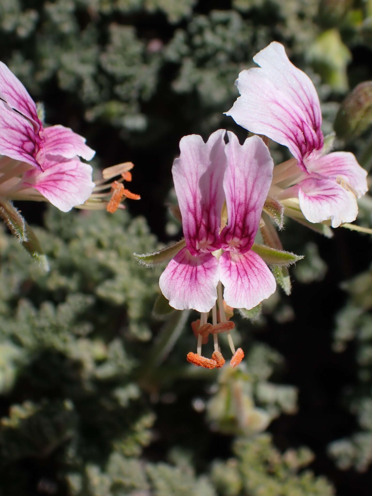 Image of Pelargonium griseum Knuth