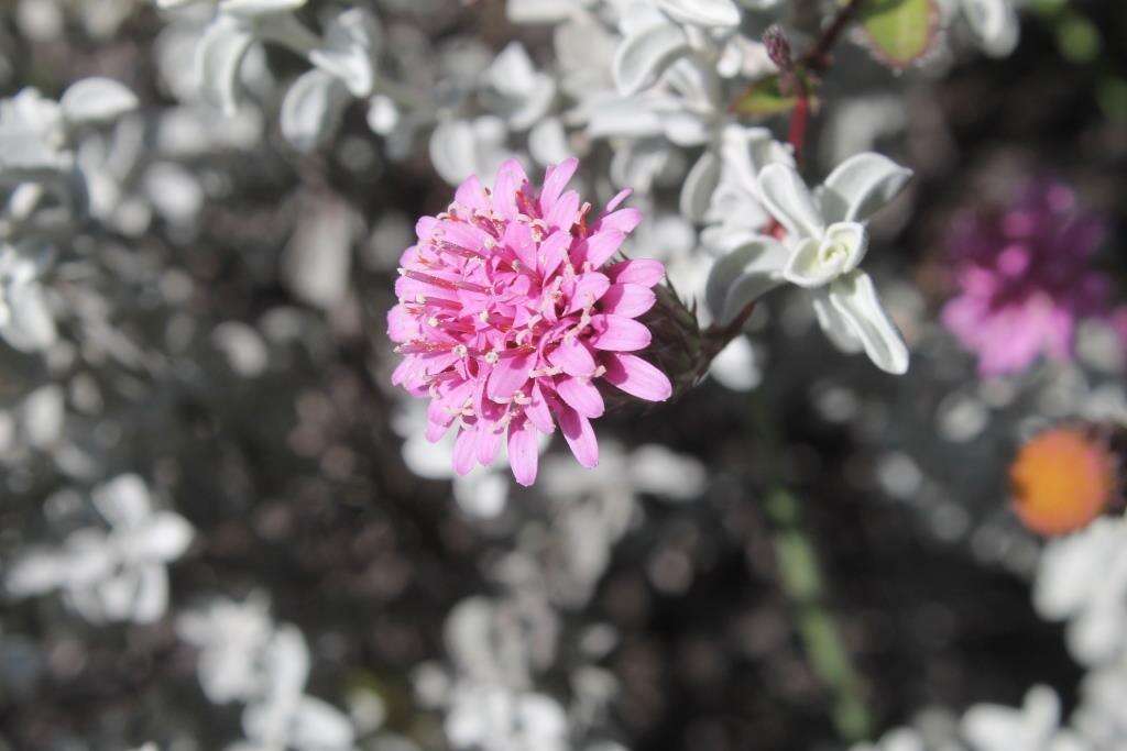 Sivun Acourtia parryi (A. Gray) Reveal & R. M. King kuva