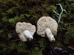 Sivun Lactarius pallidiolivaceus Hesler & A. H. Sm. 1979 kuva