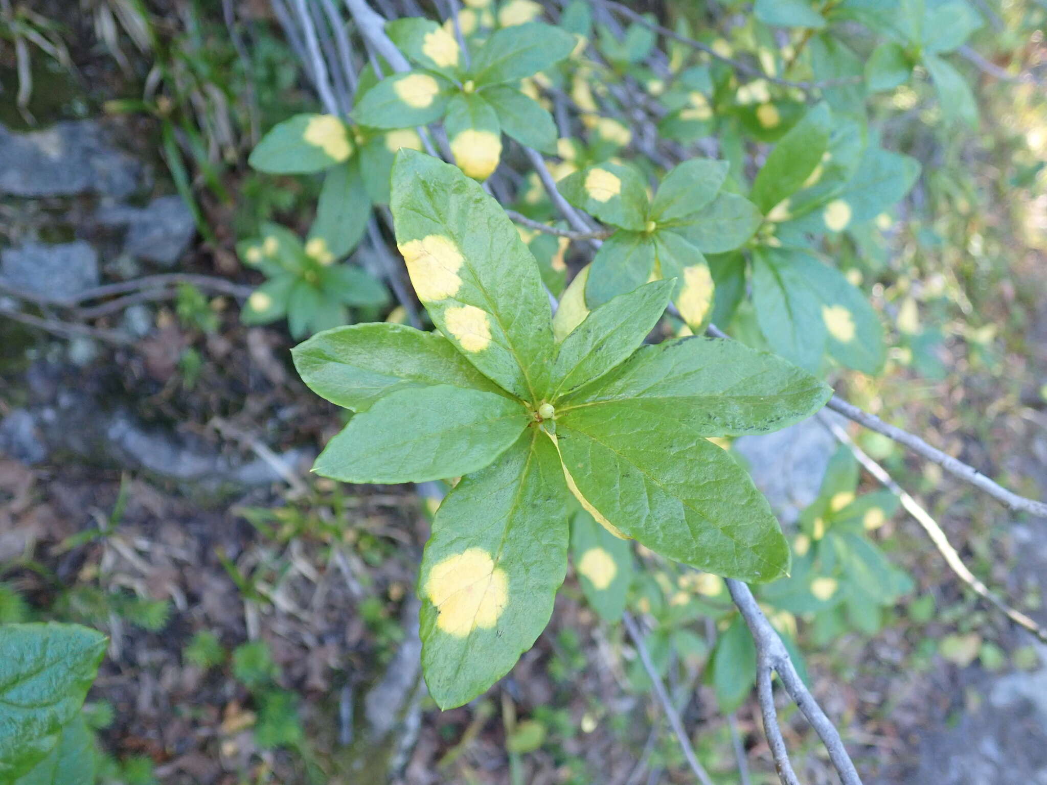 Image of Exobasidium burtii Zeller 1934