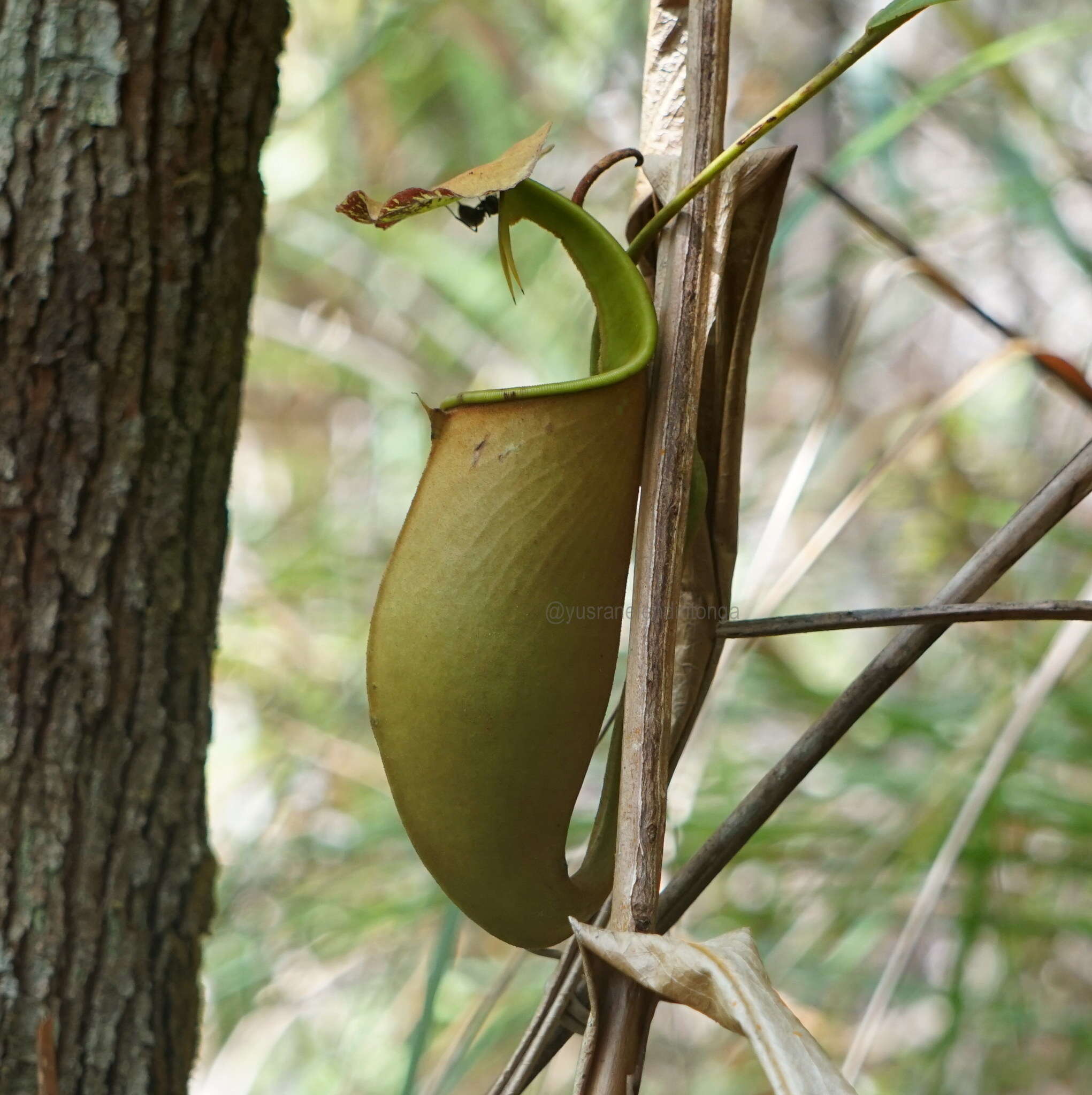 Image of Fanged pitcher plant