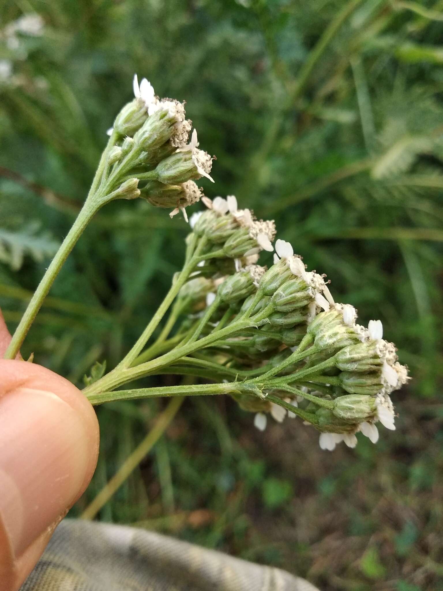 Image of Achillea inundata Kondrat.