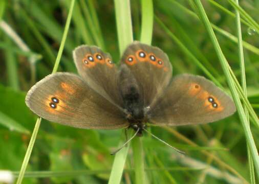 Image of Bright-eyed Ringlet