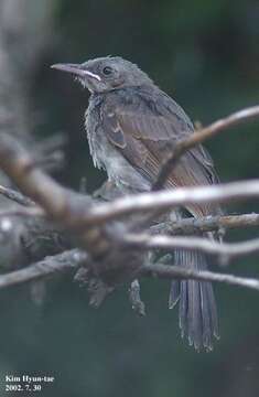 Image of Brown-eared Bulbul