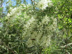 Image de Melaleuca trichostachya Lindl.