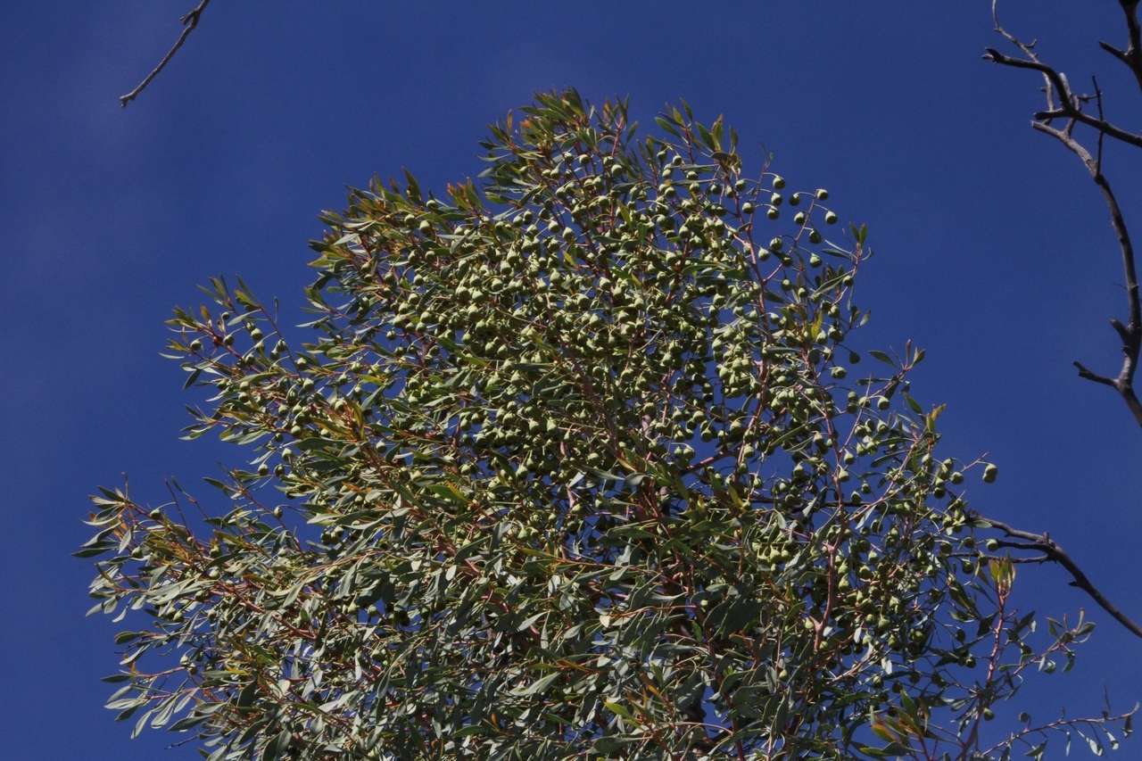 Image of Codonocarpus cotinifolius (Desf.) F. Müll.